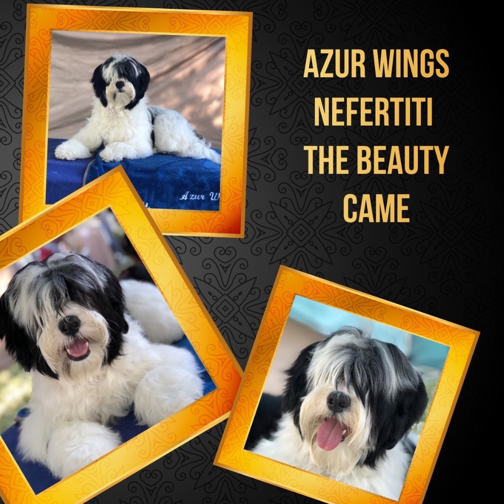 CH. Azur Wings Nefertiti the beauty came