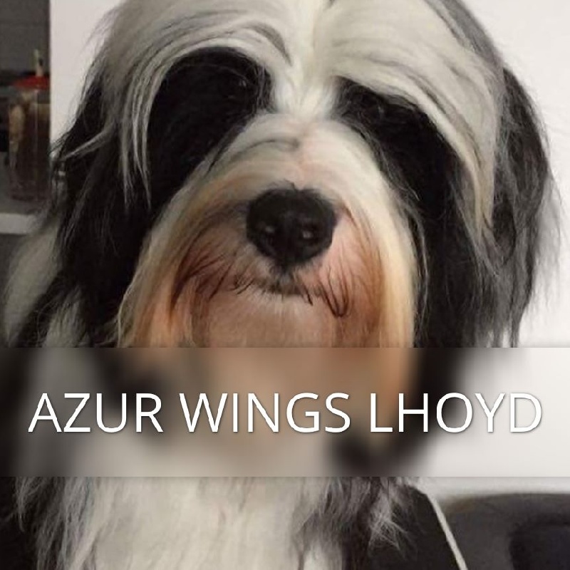 Azur Wings Lhoyd