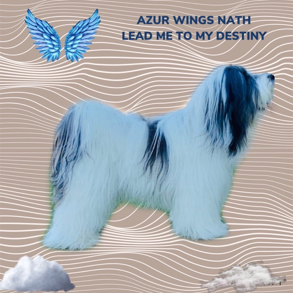 Azur Wings - AZUR WINGS NATH LEAD ME TO MY DESTINY