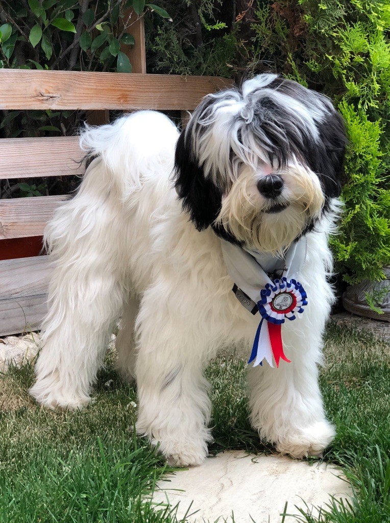Azur Wings - MEILLEUR PUPPY - EXPO DE TRETS - AIX EN PROVENCE 2018
