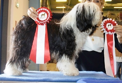Azur Wings - INSUBRIA WINNER INTERN DOG SHOW