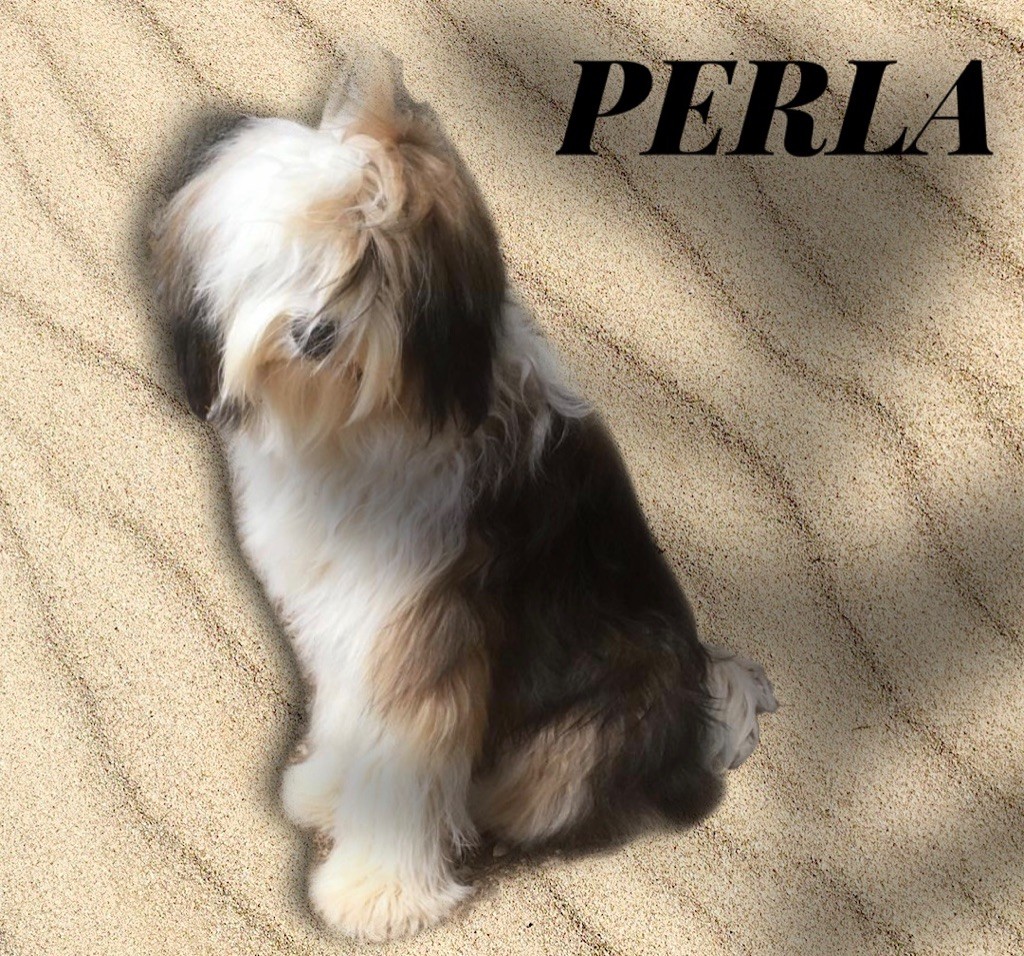 Azur Wings - PERLA 9 mois
