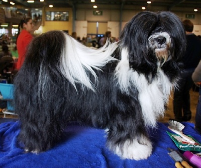 Azur Wings - INSUBRIA WINNER INTERN DOG SHOW