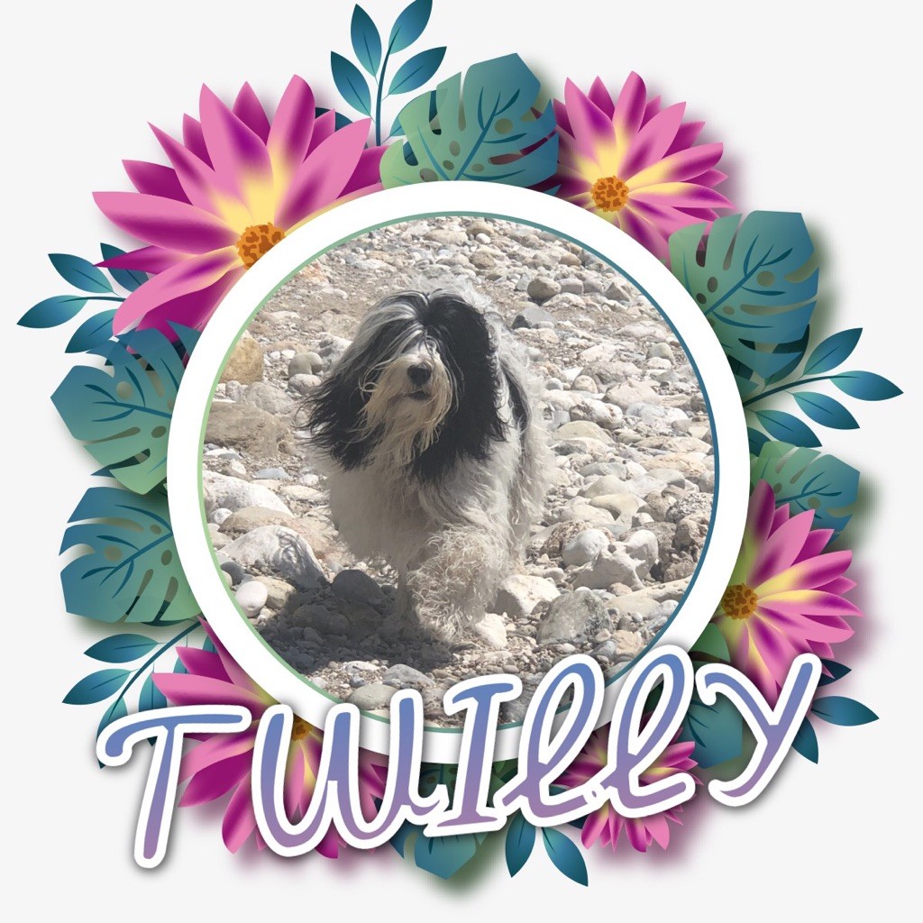 Azur Wings - TWILLY