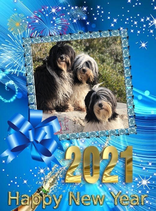 Azur Wings - BONNE ANNEE 2021 de AZUR WINGS KENNEL