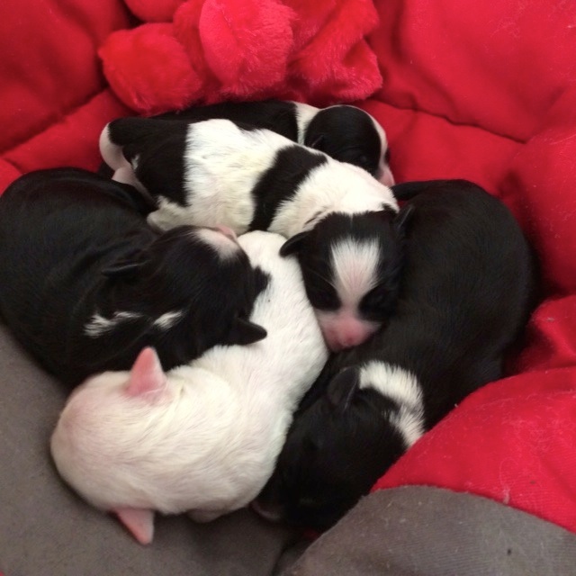 Azur Wings - ILS ONT NES le 27 Sept 2016 - 5 CHIOTS TERRIERS du TIBET