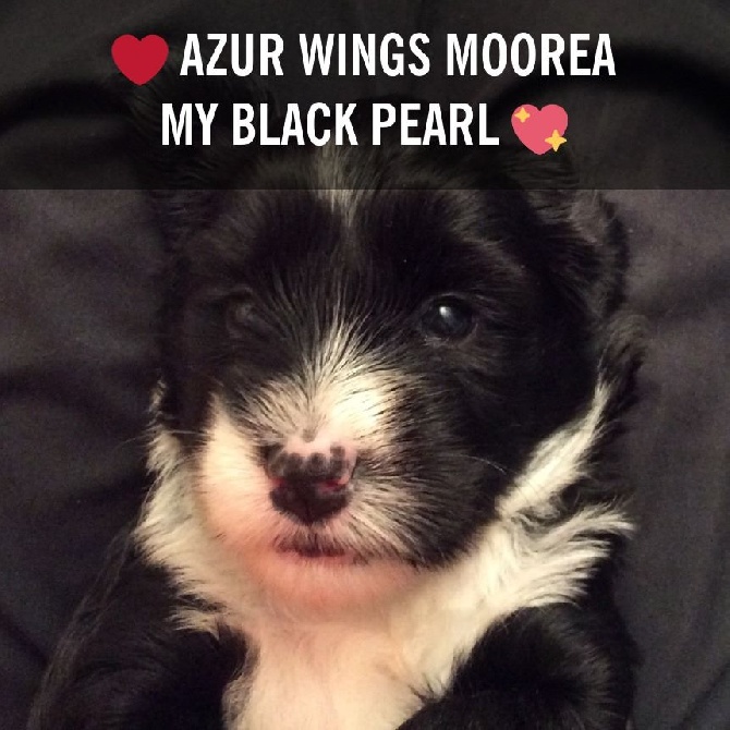 Azur Wings - Les CHIOTS de la portée en M ont 1 mois